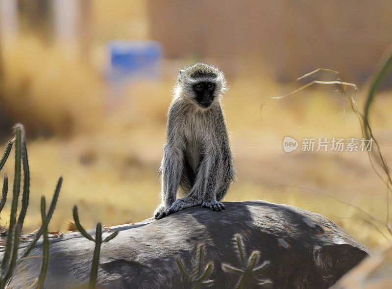 韦尔维特猴子氯塞布斯皮格里特鲁斯前塞尔科皮丘斯 a ethiops 津巴布韦